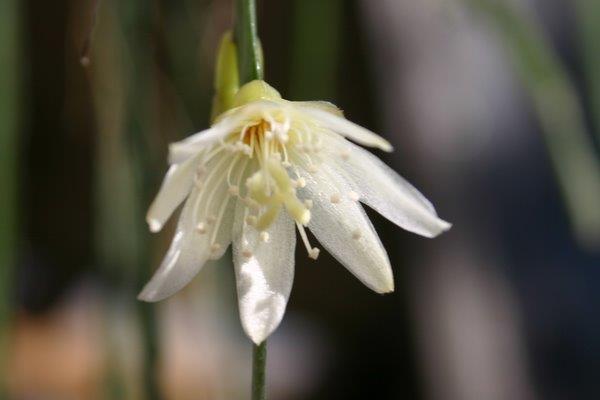 http://www.cloudjungle.com/CloudJungle/Cactaceae/Lepismium/Lepismium warmingianum flower 2.jpg